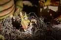 Kids_SFaire-2015 (218)